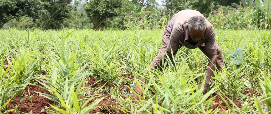 Cabecera empleo y covid19