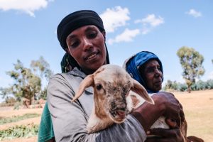 Seguro pecuário para mitigar os efeitos da seca na Etiópia