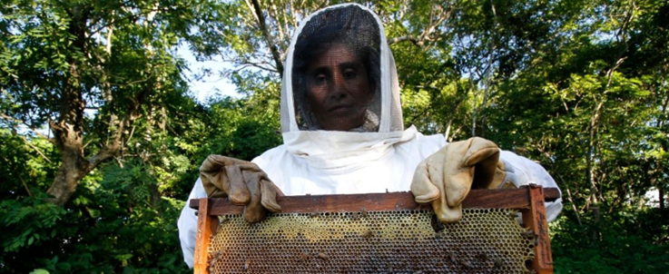 Abelhas e cooperação de mãos dadas