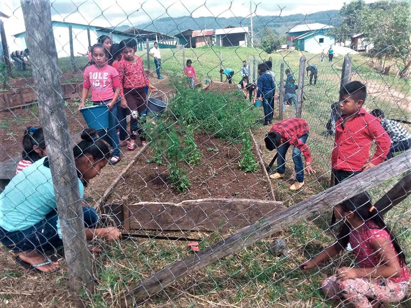 Huerto escolar méxico (cambio climático)