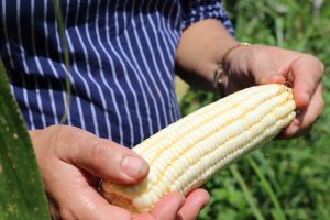 Agricultura sustentável