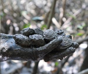 Poluição nos mangais