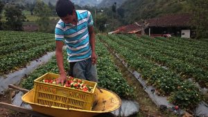A Covid-19 e a segurança alimentar